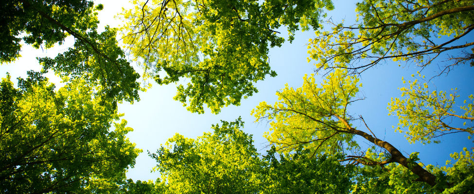 FSC<sup>&reg;</sup> chain of custody certification