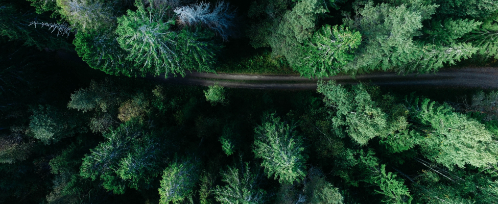 FSC<sup>®</sup>-Zertifizierung für Forstwirtschaft